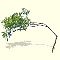 Lush Green Arbor With Curved Branches And Fresh Leaves Casting Shadow 3d model