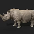 Realistic Gray Rhinoceros Standing On Black Background With Detailed Horns And Texture