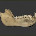Well Preserved Anatomical Mandible Specimen Displayed With Teeth On Reflective Surface