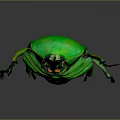 Vibrant Green Flying Beetle with Shiny Exoskeleton Detailed Legs and Dark Background