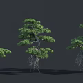 Three Trees with Exposed Root Systems and Green Foliage on Dark Background