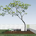 Tall Arbor With Green Leaves And Slender Trunk Against Blue Sky And White Clouds