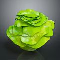 Fresh Green Lettuce With Flower Like Shape And Layered Crisp Leaves