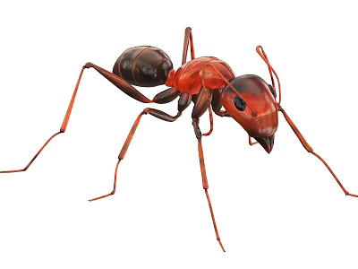Red And Black Reptile With Detailed Legs On White Background Close Up View 3d model
