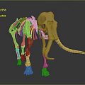 3D Printed Yellow Mammoth Skeleton Model For Medical Educational Device