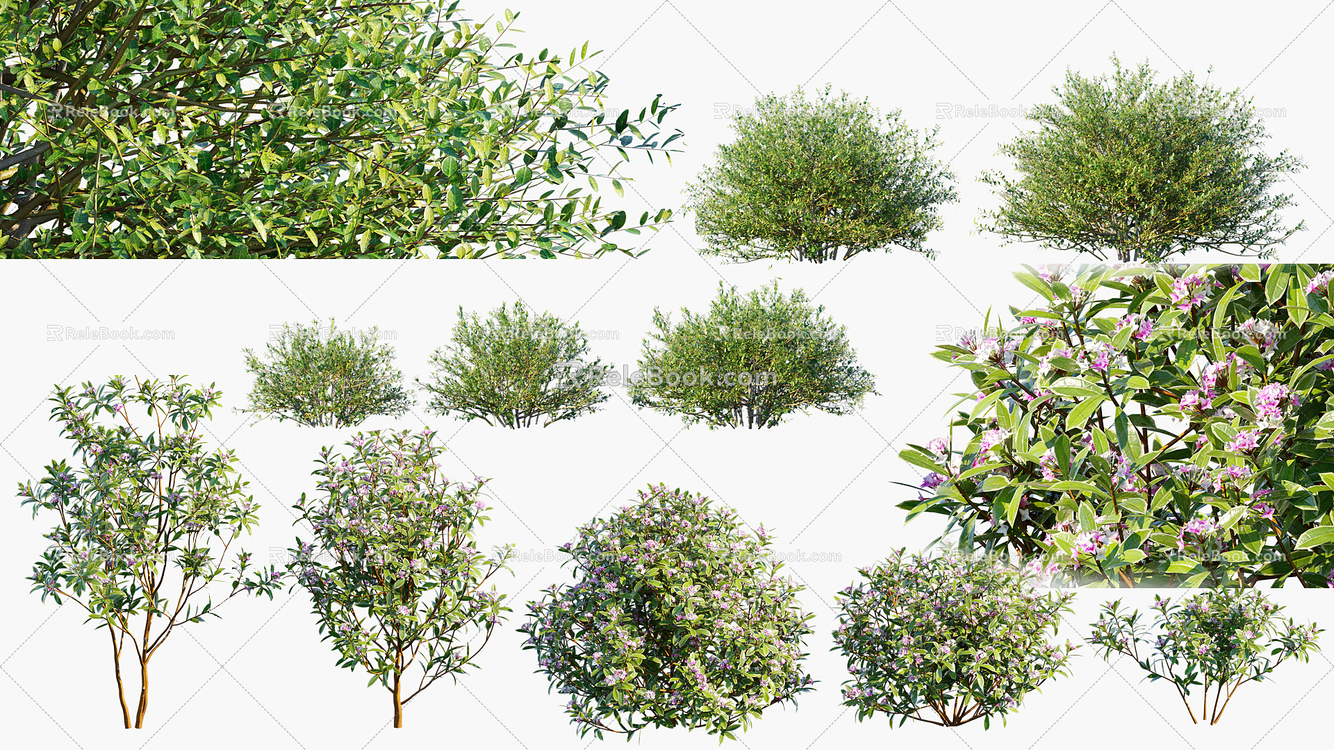 Modern shrubs 3d model