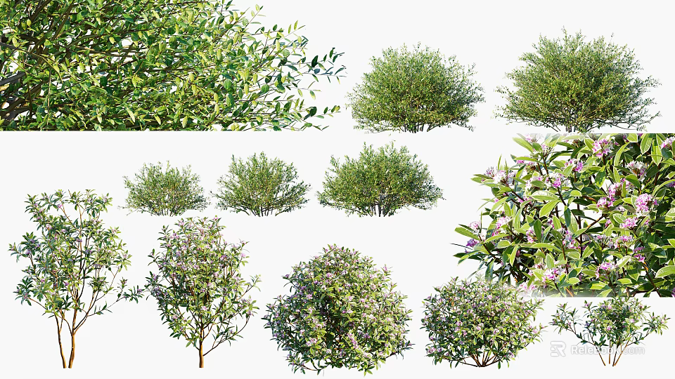 Various Garden Shrubs With Green Leaves Flowering Blooms And Lush Foliage For Landscaping 3d model 