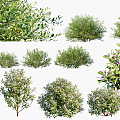 Modern shrubs 3d model