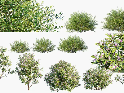 Various Garden Shrubs With Green Leaves Flowering Blooms And Lush Foliage For Landscaping 3d model