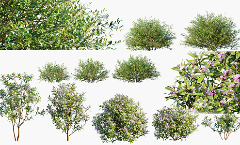 Modern shrubs 3d model