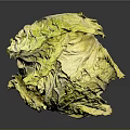 Fresh Green and Yellow Cabbage with Crisp Leaves Healthy Food Option