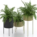 Green Fern Bonsai Potted Plants with Black and Beige Pots on Metal Stands