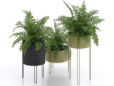 Green Fern Bonsai Potted Plants with Black and Beige Pots on Metal Stands 3d model