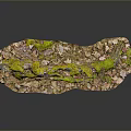 Natural Plant Landscape With Green Moss Fallen Leaves And Small Twigs In Irregular Shape