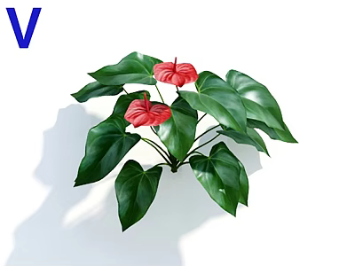 Red Anthurium Flowers With Lush Green Leaves For Home Decoration 3d model