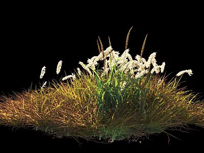 Lush Clump of White Flowers with Green and Brown Grass Against Black Background 3d model
