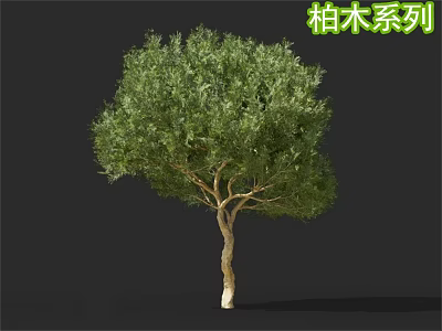Cypress Arbor With Curved Trunk And Lush Green Foliage On Black Background 3d model
