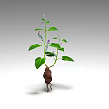 Green Leafy Flowering Herb Plant With Small Purple Flowers Brown Root And Fresh Stems