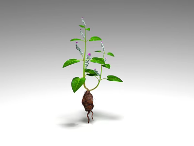 Green Leafy Flowering Herb Plant With Small Purple Flowers Brown Root And Fresh Stems 3d model