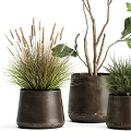 Large Green Leaf Potted Plant With Small Herb Pots And Natural Stems