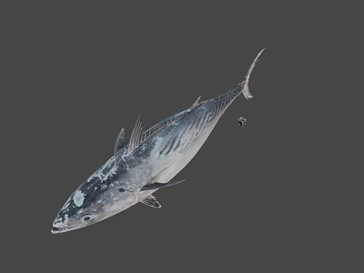 Fresh Whole Tuna Fish with Shiny Silver Scales and Firm Flesh for Seafood Meals 3d model