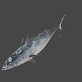 Fresh Whole Tuna Fish with Shiny Silver Scales and Firm Flesh for Seafood Meals
