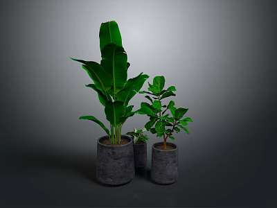 Large Leafy Indoor Plant with Small Green Plants in Gray Concrete Pots 3d model