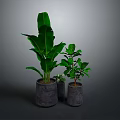 Large Leafy Indoor Plant with Small Green Plants in Gray Concrete Pots
