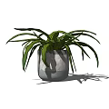 Bonsai Potted Plant With Long Slender Green Leaves In Gray Ceramic Pot