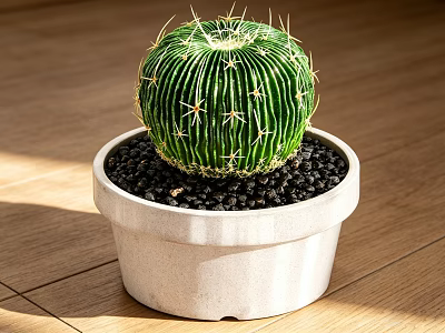Cactus Bonsai Potted Plant in White Pot with Black Pebbles on Wooden Floor Under Sunlight 3d model