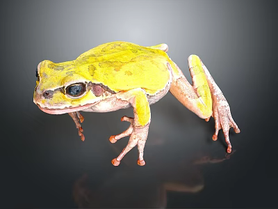 Vibrant Yellow Frog With Large Black Eyes And Pinkish Legs On Dark Surface 3d model