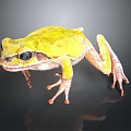 Vibrant Yellow Frog With Large Black Eyes And Pinkish Legs On Dark Surface