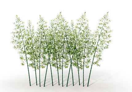 Modern bamboo 3d model