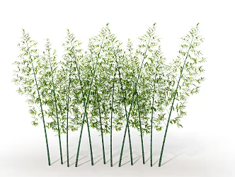 Modern bamboo 3d model