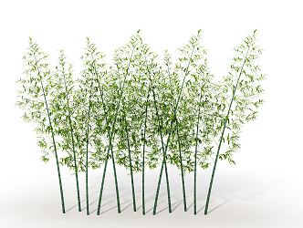 Modern bamboo 3d model