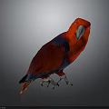 Red and Blue Parrot With Vibrant Feathers Standing On Dark Reflective Background