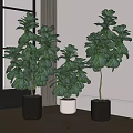 Indoor Fiddle Leaf Fig Potted Plants With Large Green Leaves Near Window