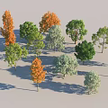Diverse Arbor Trees With Green Orange White Foliage And Natural Shadows
