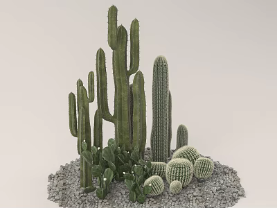 Various Cactus Species Including Tall Columnar And Round Barrel Types With Gravel Base 3d model