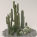 Various Cactus Species Including Tall Columnar And Round Barrel Types With Gravel Base