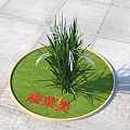 Green Grass Like Plants With White Flower Spikes On Circular Green Surface