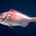 Vibrant Red And Silver Aquatic Fish With Shiny Scales And Spiny Fins Underwater