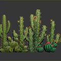 Various Green Cactus Plants with Red Flowers Including Tall Columnar and Round Spherical Types