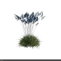 Two Clumps Of Green Grass With Blue Flowering Plants Showcasing Natural Freshness And Vibrant Charm