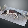 Black and White Cat Lying on Brick Pavement with Broken Cement Edges and Plastic Bottle