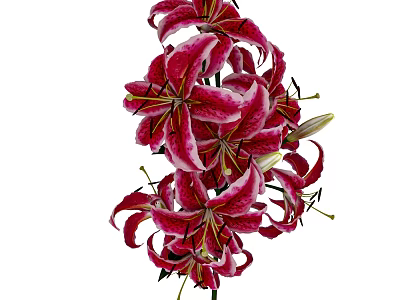 Stunning Red and White Lily Flowers with Ruffled Petals in Vase Arrangement 3d model