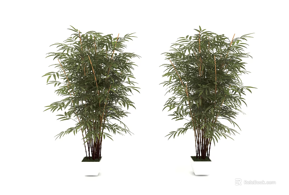 Two Bamboo Potted Plants In White Containers For Indoor Decorative Greenery 3d model 