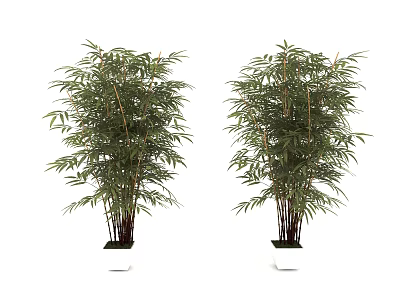 Two Bamboo Potted Plants In White Containers For Indoor Decorative Greenery 3d model