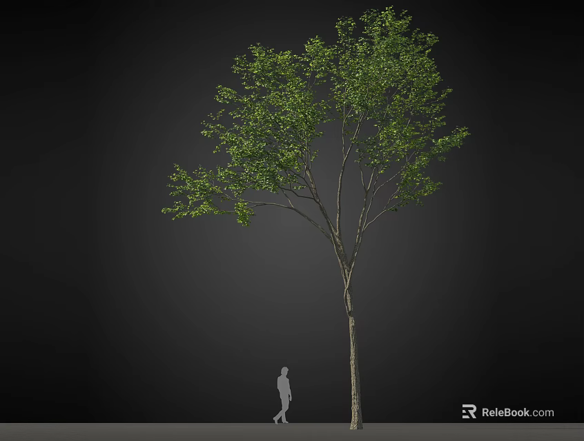 Tall Arbor With Green Leaves And Straight Trunk Beside Silhouette Figure On Dark Background 3d model 