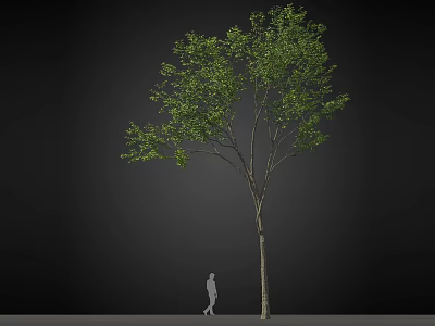 Tall Arbor With Green Leaves And Straight Trunk Beside Silhouette Figure On Dark Background 3d model